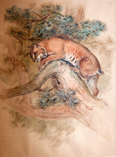 Norwegian Lynx, 1851-69 by Joseph Wolf